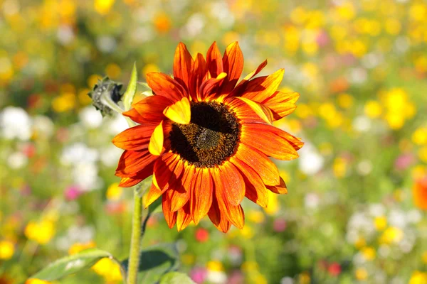 다채로운 꽃, 선택적 해바라기 오렌지에 초점 — 스톡 사진
