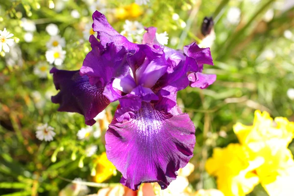 Groupe d'iris violets au printemps journée ensoleillée. Concentration sélective . — Photo