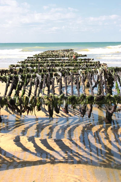 La cría de mejillones en la costa de ópalo en el norte de Francia —  Fotos de Stock