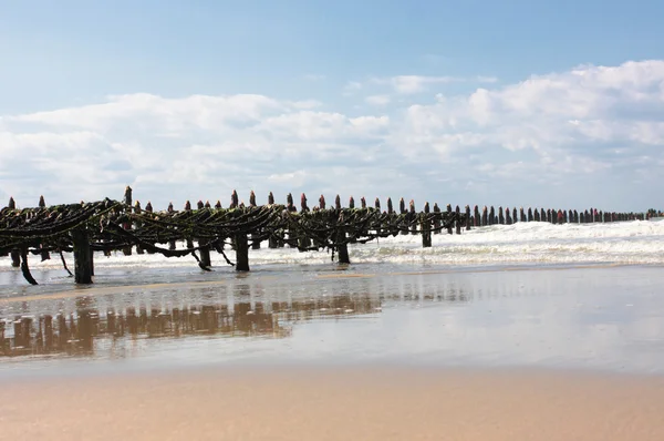 Produção de mexilhões na costa da opala no norte da França — Fotografia de Stock