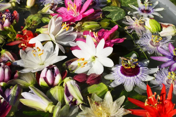 Různé barevné passionflowers, mučenky, plovoucí na vodě — Stock fotografie