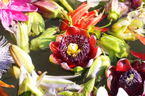 異なる色のトケイソウ、情熱の花、水に浮かぶ — ストック写真
