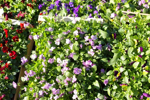 在秋天在市场出售三色紫罗兰花盆 — 图库照片