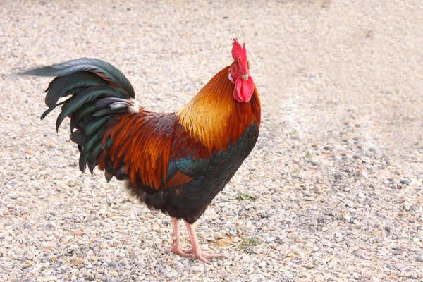 Hermoso gallo colorido en un corral en Francia —  Fotos de Stock