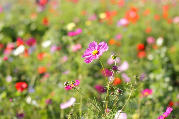 色とりどりの花、ピンクの花の選択的な焦点 — ストック写真