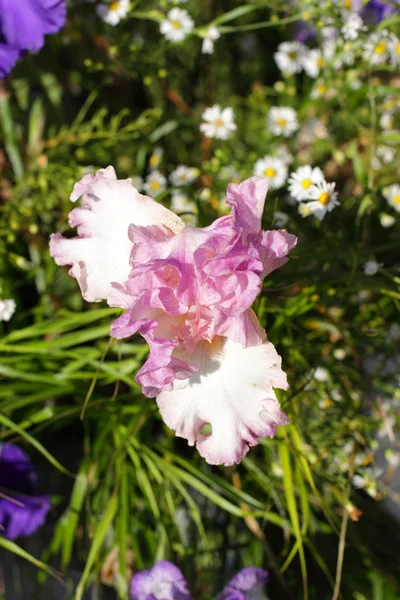 Gruppo di iridi viola in primavera giornata di sole. Focus selettivo . — Foto Stock