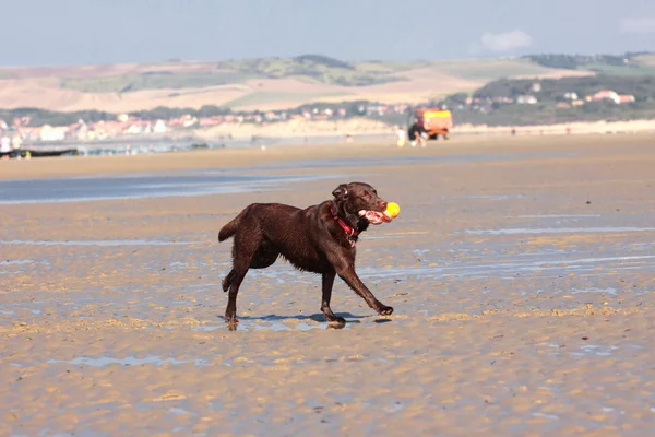 Собака играет в мяч на пляже летом — стоковое фото