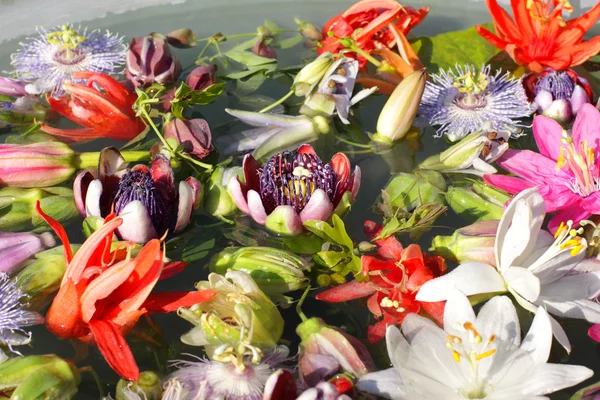 Olika färgade passionflowers, passionsblomma, flyter på vatten — Stockfoto