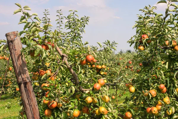 Apfelgarten im Sommer, bedeckt mit bunten Äpfeln — Stockfoto