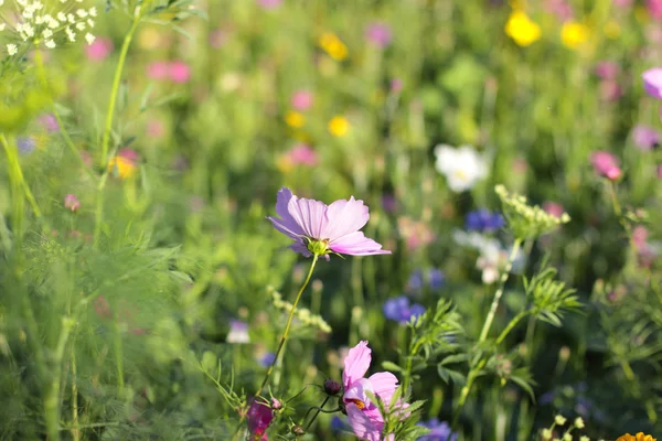 Kleurrijke bloemen, selectieve aandacht op roze bloem — Stockfoto
