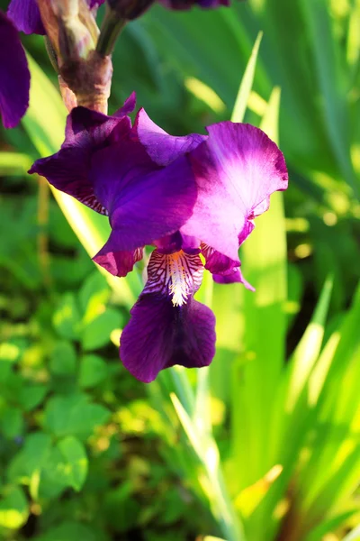 Grupo de iris púrpura en el día soleado de primavera. Enfoque selectivo . — Foto de Stock