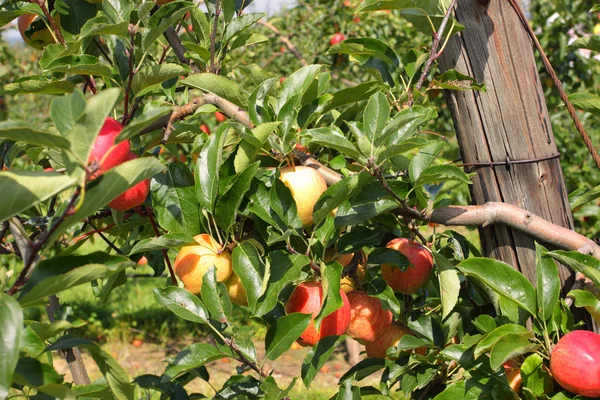 Huerto de manzanas en verano, cubierto de coloridas manzanas — Foto de Stock