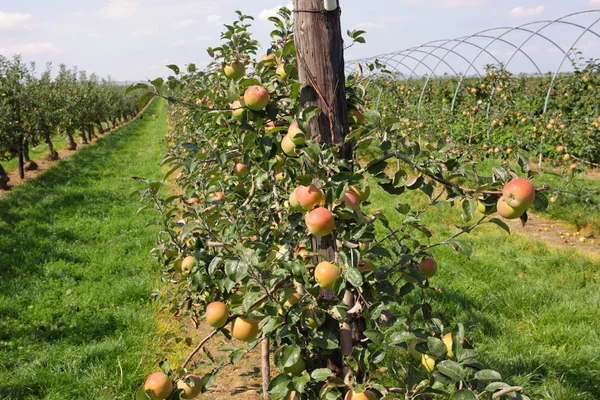 Äppelodling i sommar, täckt med färgglada äpplen — Stockfoto