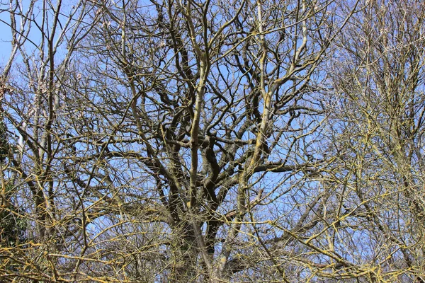 Великий старий дуб в зимовому сонці — стокове фото
