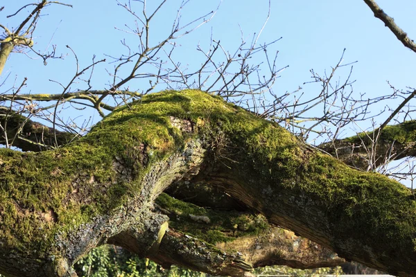 Large old oak in the winter sun — Stock Photo, Image