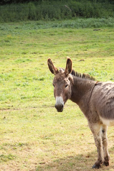 Quiet donkey in a field in spring — Stock Photo, Image
