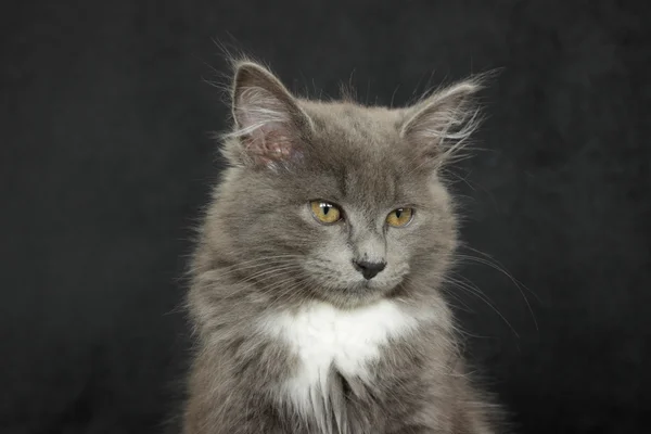 Gray and white kitten close up on a black background — Stock Photo, Image