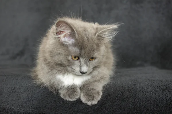 Gatito gris y blanco de cerca sobre un fondo negro — Foto de Stock