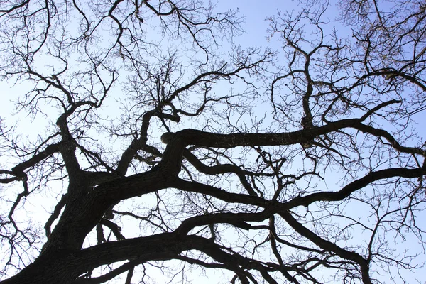 Grande quercia vecchia sotto il sole invernale — Foto Stock