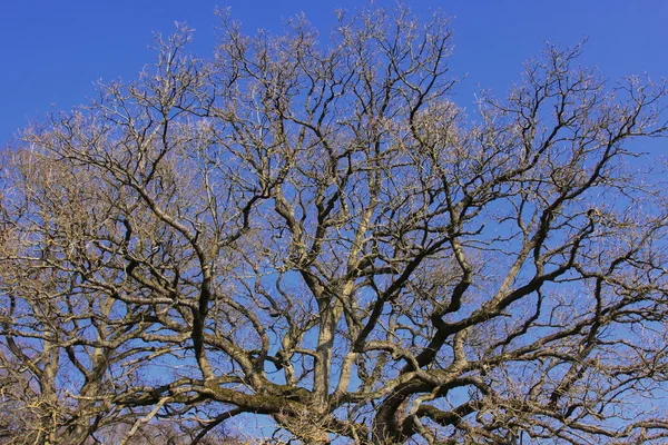 Velký starý dub v zimním slunci — Stock fotografie
