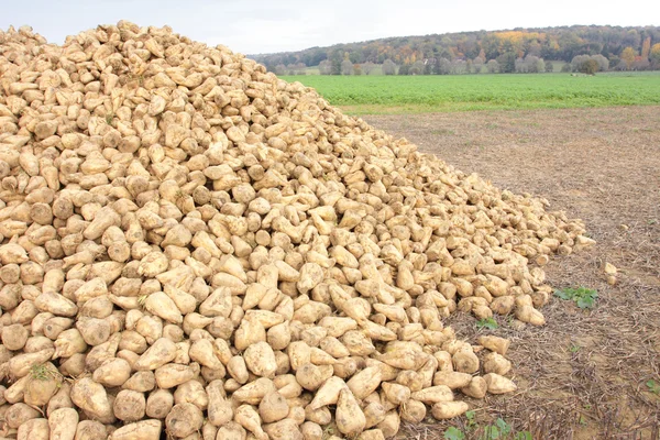 Pilha de beterraba açucareira no campo após a colheita — Fotografia de Stock
