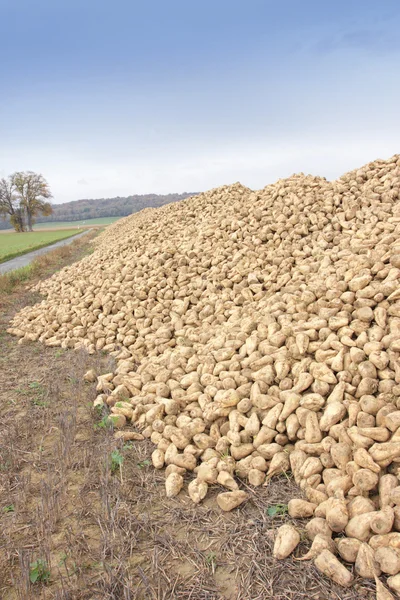 Pila de remolacha azucarera en el campo después de la cosecha —  Fotos de Stock