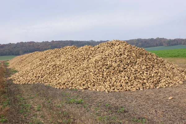 Pilha de beterraba açucareira no campo após a colheita — Fotografia de Stock