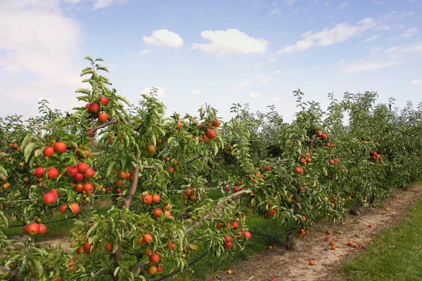Jabloňový sad v létě, pokryté barevnými jablka — Stock fotografie