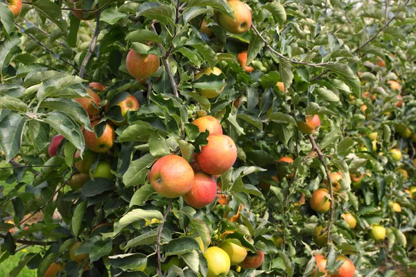 Яблучний сад влітку, покритий барвистими яблуками — стокове фото