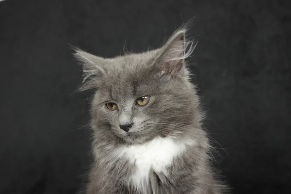 Grå och vit kattunge närbild på en svart bakgrund — Stockfoto