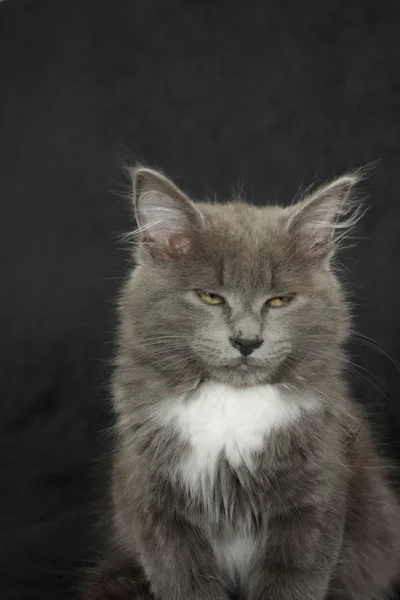 Gatito gris y blanco de cerca sobre un fondo negro —  Fotos de Stock