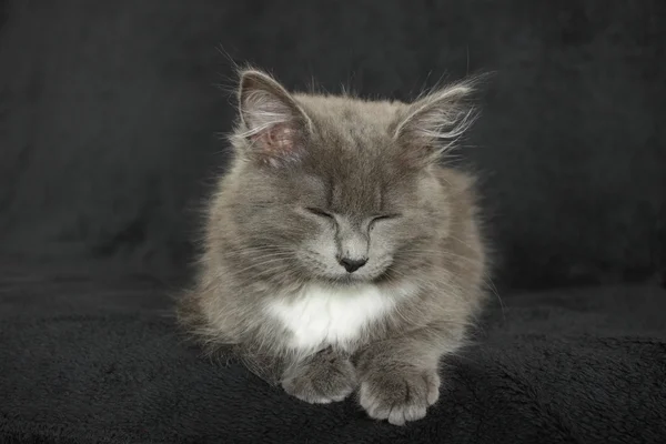 Gray and white kitten close up on a black background — Stock Photo, Image