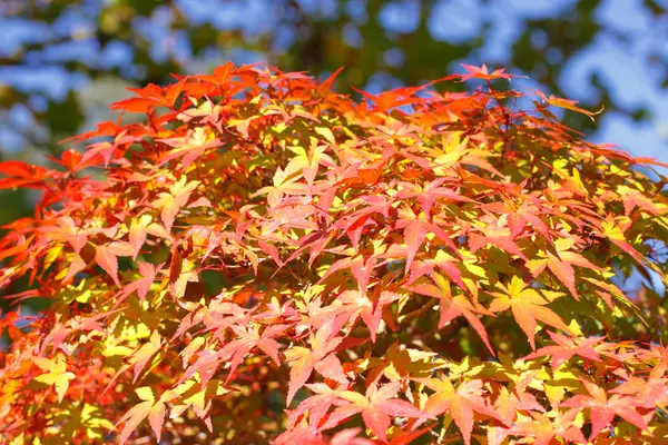 Klon czerwony i pomarańczowy liści jesienią — Zdjęcie stockowe