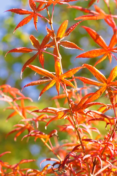 Kırmızı ve turuncu yapraklar Sonbaharda akçaağaç — Stok fotoğraf
