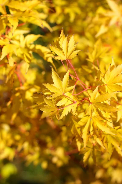 Bordo no outono com folhas vermelhas e laranja — Fotografia de Stock