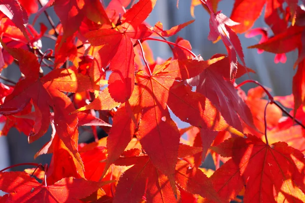 Érable en automne avec des feuilles rouges et orange — Photo
