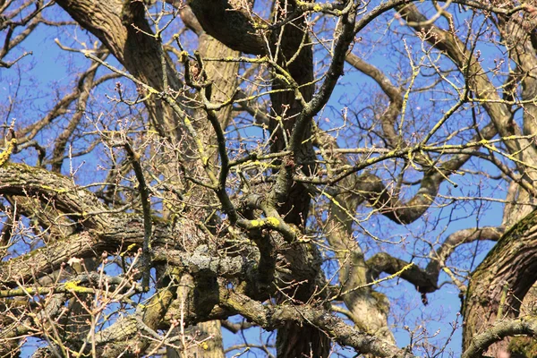 Великий старий дуб в зимовому сонці — стокове фото