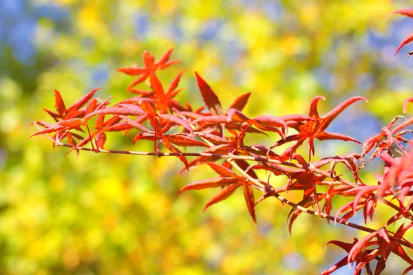 Maple di musim gugur dengan daun merah dan oranye — Stok Foto
