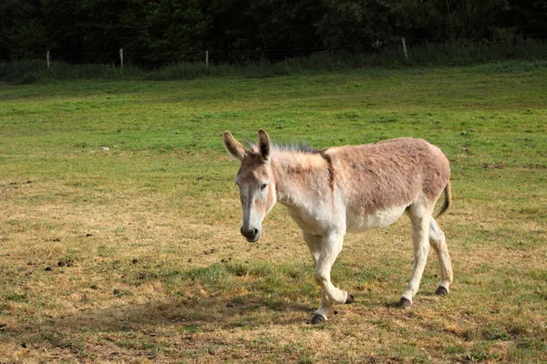 Quiet donkey in a field in spring — Stock Photo, Image