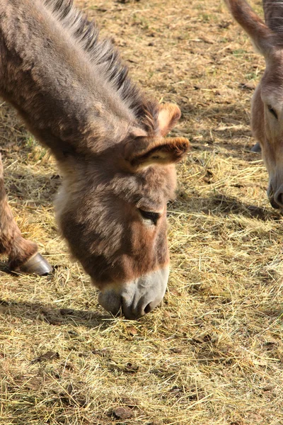 Stiller Esel auf einem Feld im Frühling — Stockfoto