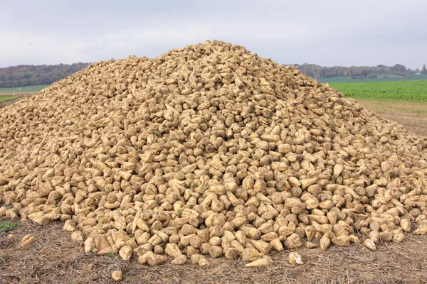 Sukkerroer bunke på marken efter høst - Stock-foto