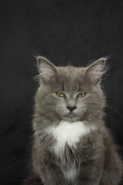 Gattino grigio e bianco da vicino su sfondo nero — Foto Stock