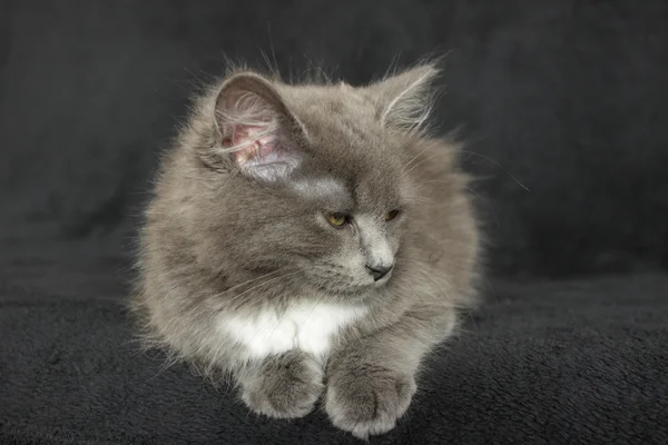 검은 배경에 붙어 있는 회색과 흰 고양이 — 스톡 사진