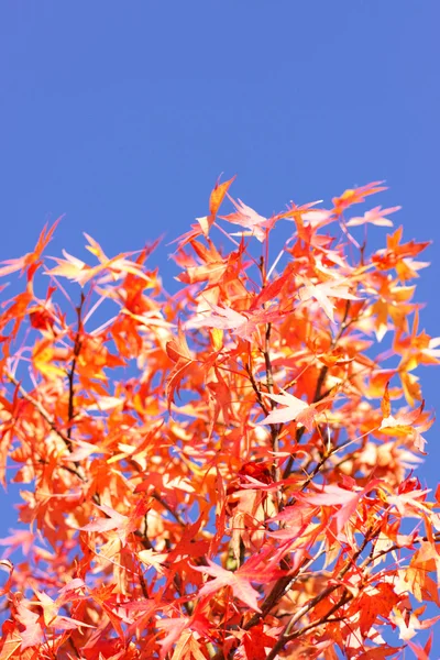 Arce en otoño con hojas rojas y naranjas — Foto de Stock