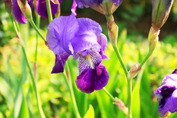 Grupo de iris púrpura en el día soleado de primavera. Enfoque selectivo . —  Fotos de Stock