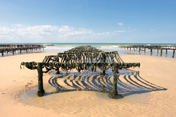 Małże na wybrzeżu Opal w północnej Francji — Zdjęcie stockowe