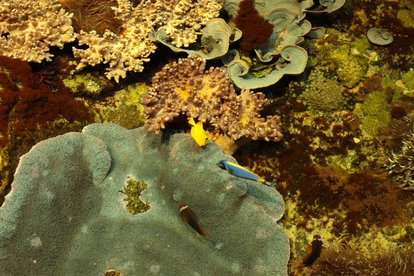 Arrecife marino tropical con corales y peces Cirujanos —  Fotos de Stock