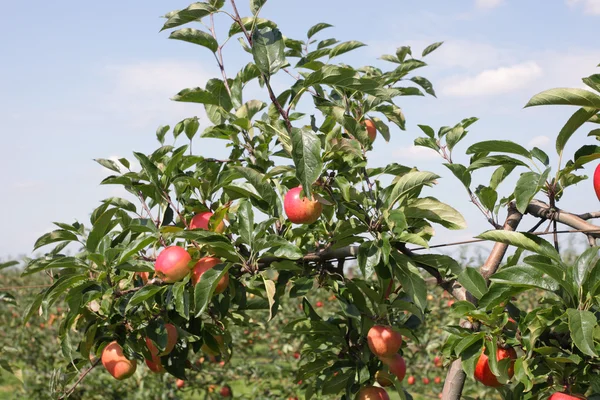 Sadu w lecie, pokryte kolorowe jabłka — Zdjęcie stockowe