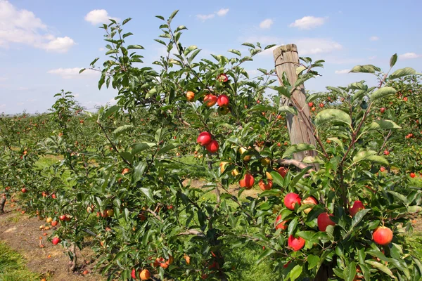 Apfelgarten im Sommer, bedeckt mit bunten Äpfeln — Stockfoto