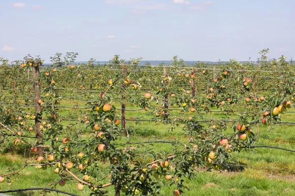 Яблоневый сад летом, покрытый разноцветными яблоками — стоковое фото
